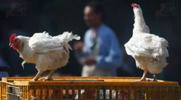 انخفاض كبير في أسعار الفراخ البيضاء والبلدي بمحافظة الأقصر